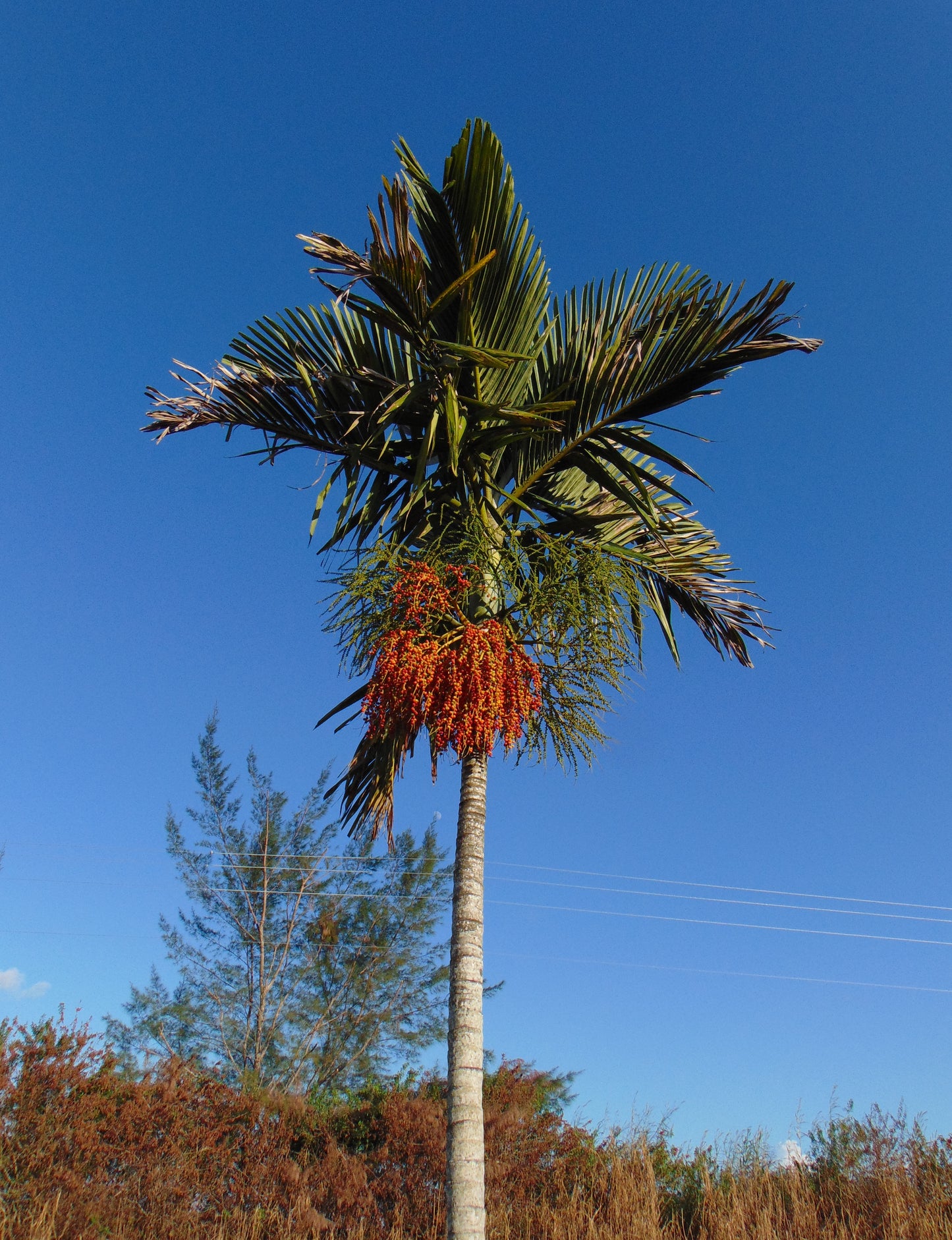 Alexander Palm Solitaire Palm Ptychosperma elegans 20 Seeds  USA Company