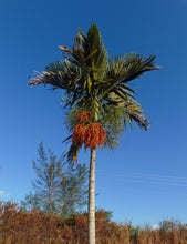 Load image into Gallery viewer, Alexander Palm  Solitaire Palm  Ptychosperma elegans  20 Seeds