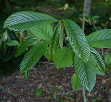 Load image into Gallery viewer, Pawpaw Tree Asimina triloba 10 Seeds