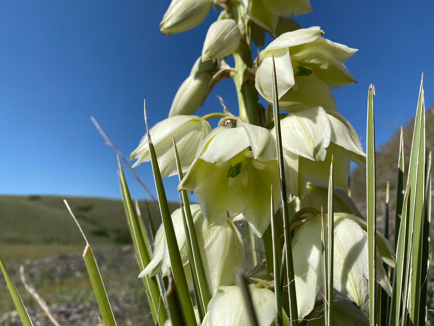 Soapweed Yucca Great Plains Yucca Yucca glauca 20 Seeds