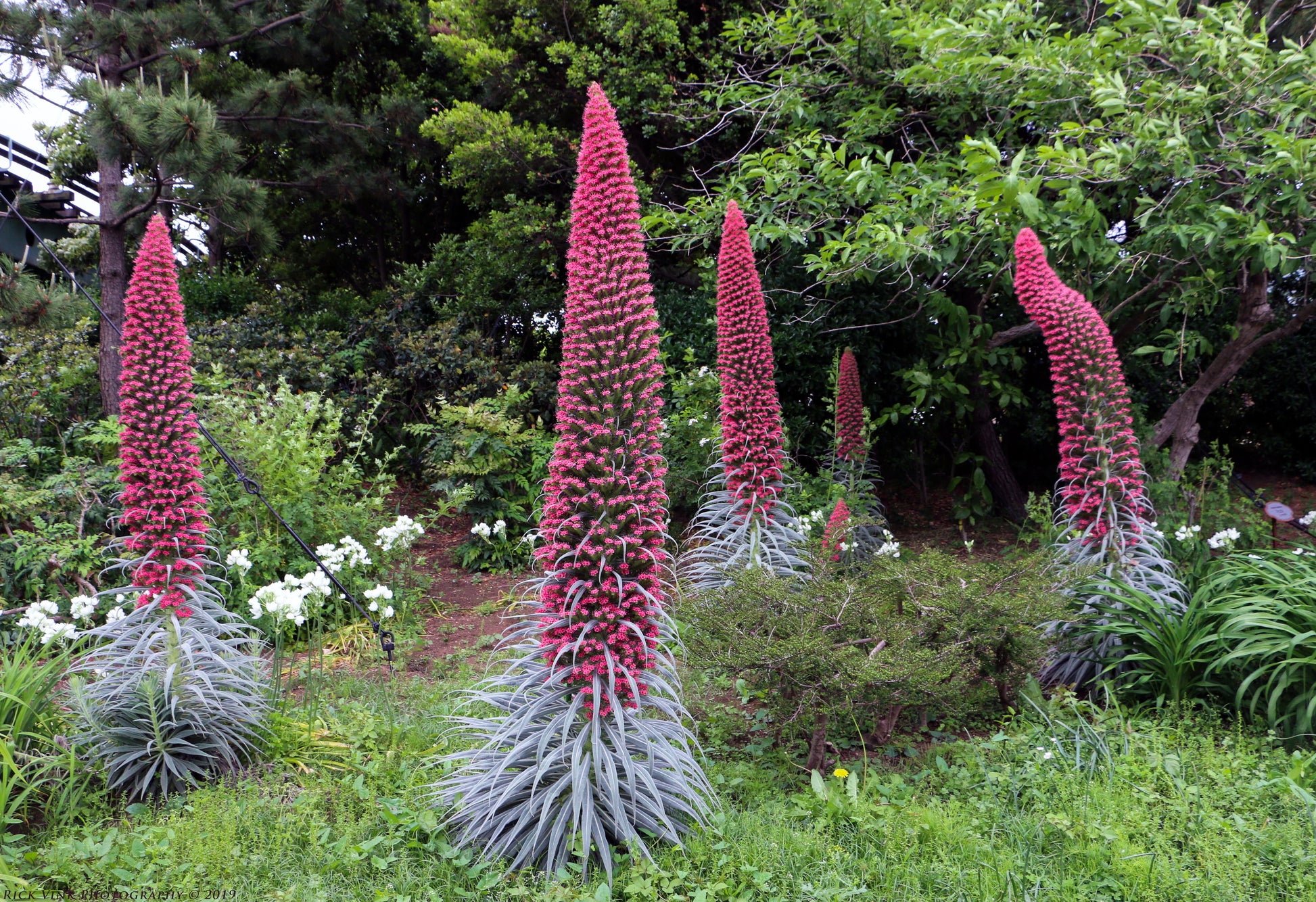 tower of jewels plant seeds Tower of Jewels Echium wildpretii 100 Seeds – R&B Floridaseeds