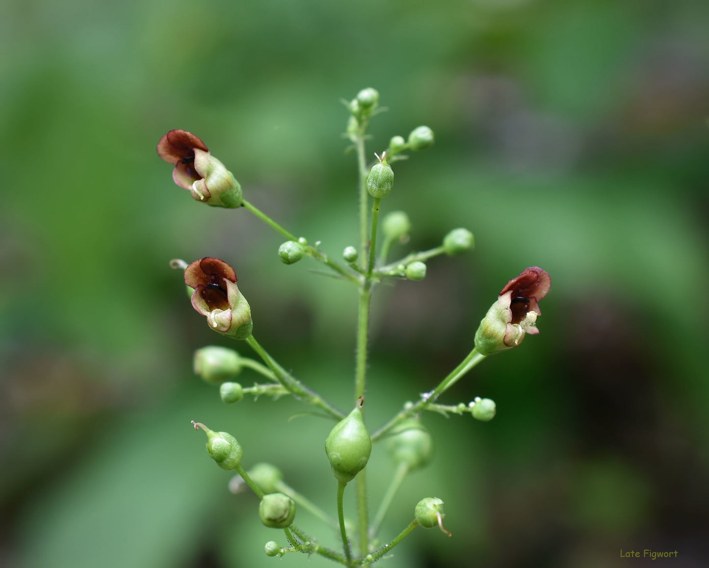 Figwort Scrophularia marylandica 1000 Seeds  USA Company