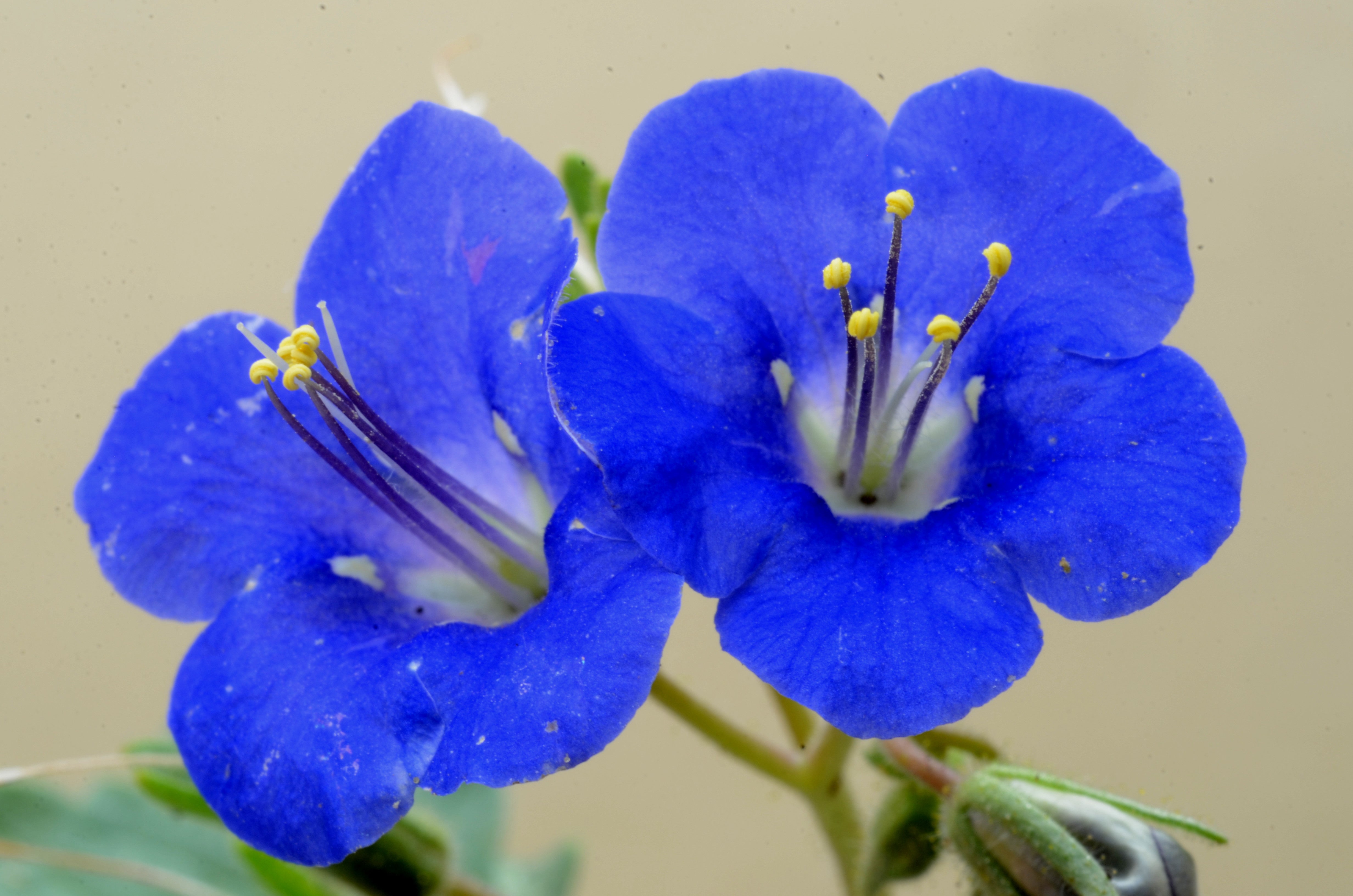 California Bluebell Phacelia Campanularia 1000 Seeds USA Company – R&B ...