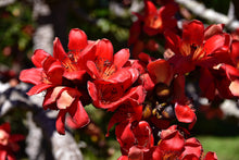 Load image into Gallery viewer, Red Silk Cotton Tree Bombax ceiba 20 Seeds