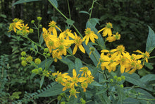 Load image into Gallery viewer, Wingstem  Yellow Ironweed  Verbesina alternifolia  20 Seeds