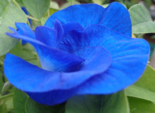 Load image into Gallery viewer, Double Blue Butterfly Pea Clitoria ternatea 20 Seeds