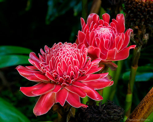 Torch Ginger Etlingera eliator 20 Seeds  USA Company