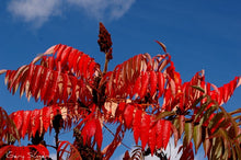 Load image into Gallery viewer, Staghorn Sumac Rhus typhina 50 Seeds