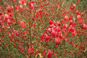 Burning Bush Euonymus alatus  20 Seeds
