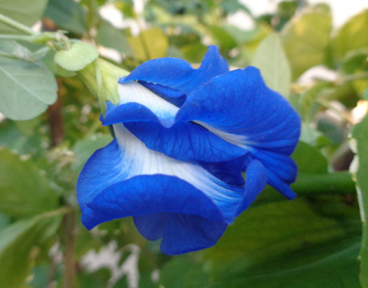 Double Blue Butterfly Pea Clitoria ternatea 20 Seeds  USA Company