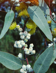 Southern Blue Gum Eucalyptus globulus 20 Seeds