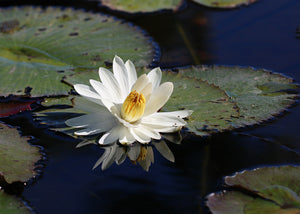 White Water Lily Nymphaea pubescens 20 Seeds