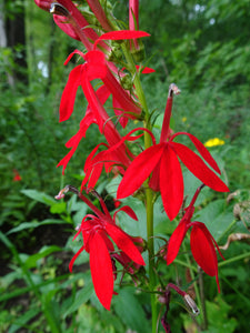 Cardinal Flower Lobelia cardinalis 20 Seeds