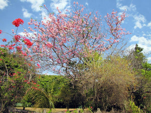 Apple Blossom Tree Cassia nodosa 10 Seeds
