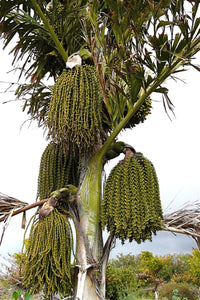 Fishtail Palm Caryota Urens 100 Seeds