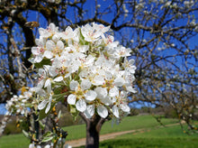 Load image into Gallery viewer, European Pear Pyrus communis 20 Seeds