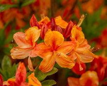 Load image into Gallery viewer, Flame Azalea  Rhododendron calendulaceum  20 Seeds