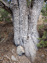 Load image into Gallery viewer, Alligator Juniper Juniperus deppeana 20 Seeds