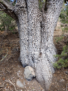 Alligator Juniper Juniperus deppeana 20 Seeds