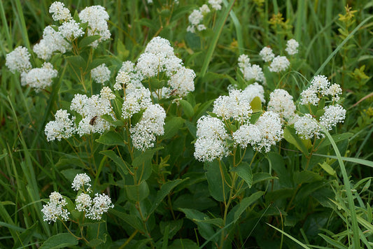New Jersey Tea  100 Seeds  Ceanothus americanus