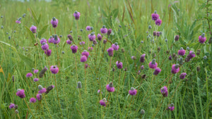 Purple Prairie Clover Dalea purpurea 20 Seeds