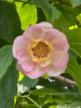 Load image into Gallery viewer, Chinese Sweetshrub Sinocalycanthus chinensis 20 Seeds