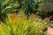 Load image into Gallery viewer, Coppertips   Crocosmia paniculata  50 Seeds
