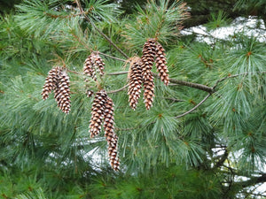 Eastern White Pine Pinus strobus 100 Seeds