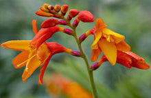 Load image into Gallery viewer, Coppertips   Crocosmia paniculata  50 Seeds