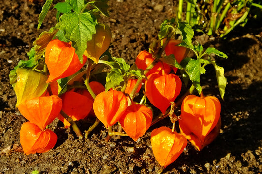 Chinese Lantern  Physalis alkekengi  100 Seeds