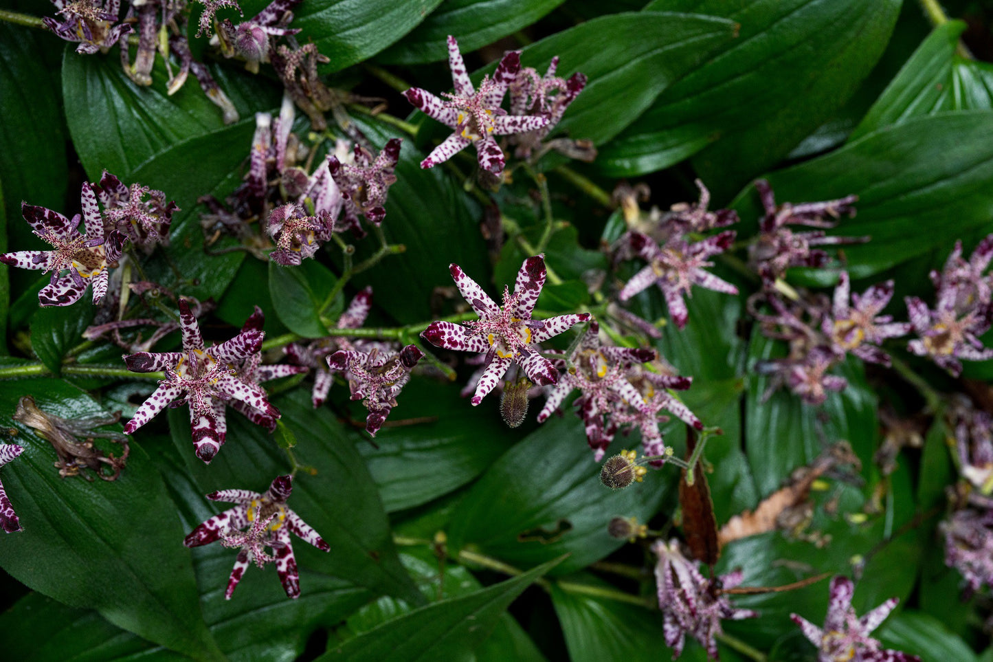 Toad Lily Trichyrtis hirta 10 Seeds