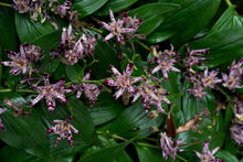 Load image into Gallery viewer, Toad Lily Trichyrtis hirta 10 Seeds