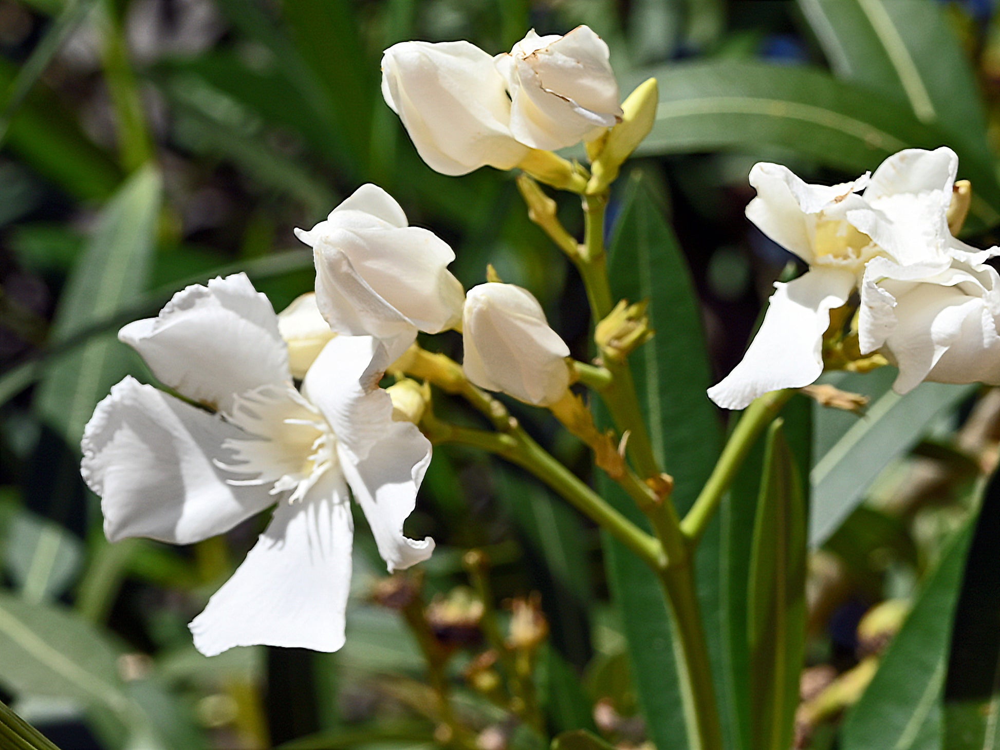 oleander plant seeds White Oleander Nerium oleander 20 Seeds – R&B Floridaseeds