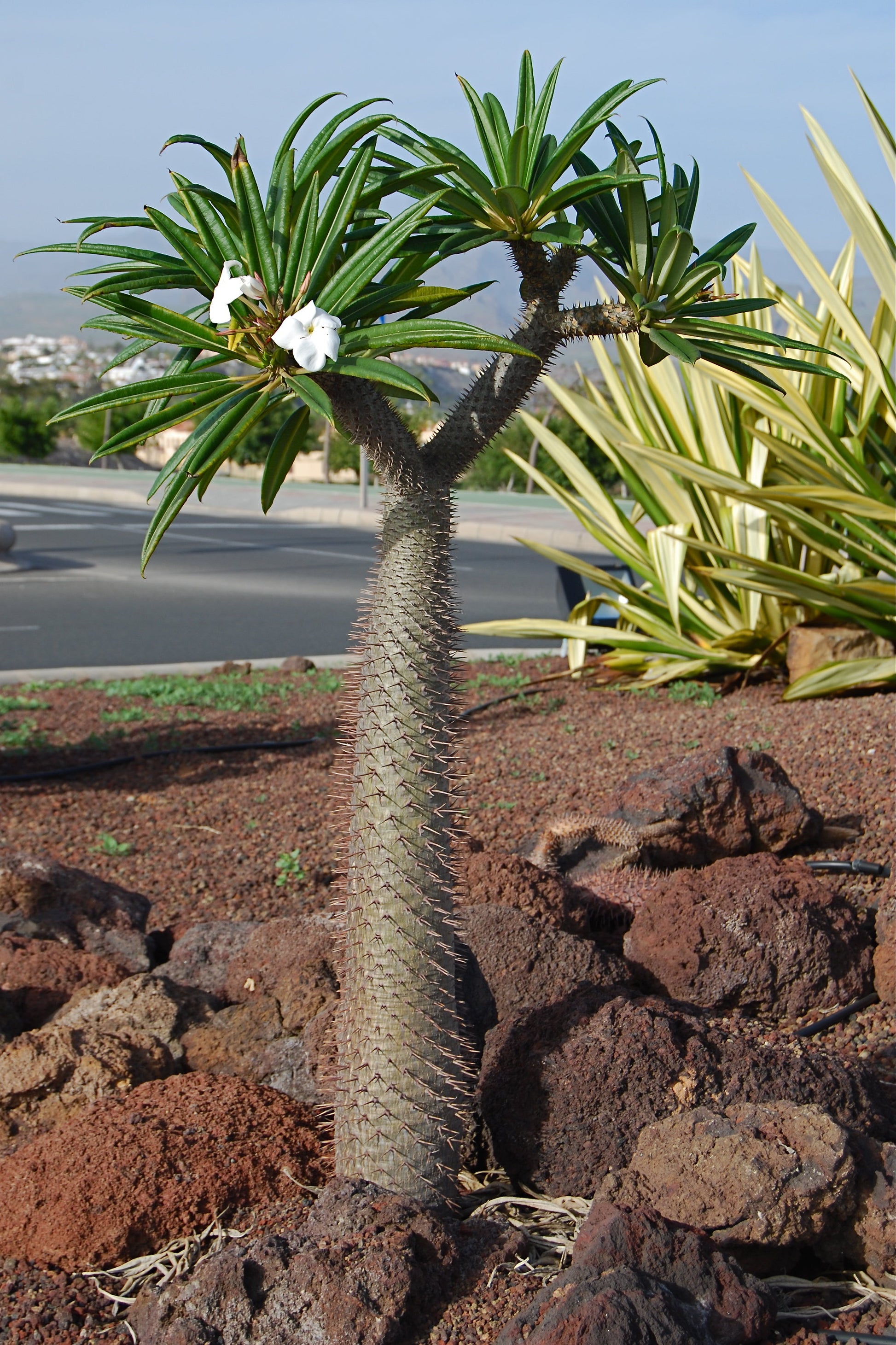 madagascar palm plant Madagascar Palm Pachypodium lamerei 10 Seeds – R&B Floridaseeds