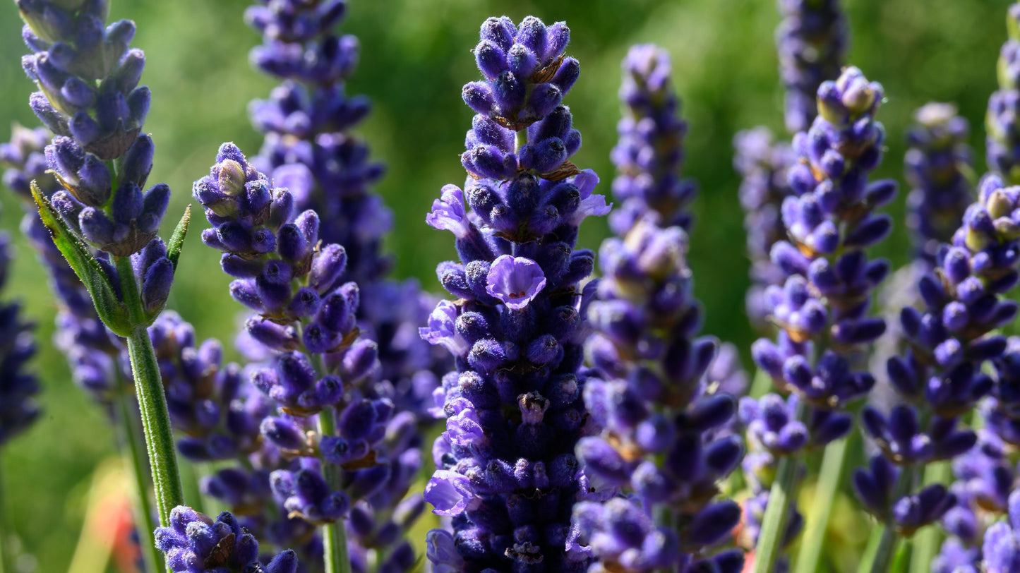 English Lavender Lavandula angustifolia 200 Seeds  USA Company