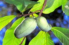 Load image into Gallery viewer, Pawpaw Tree Asimina triloba 20 Seeds