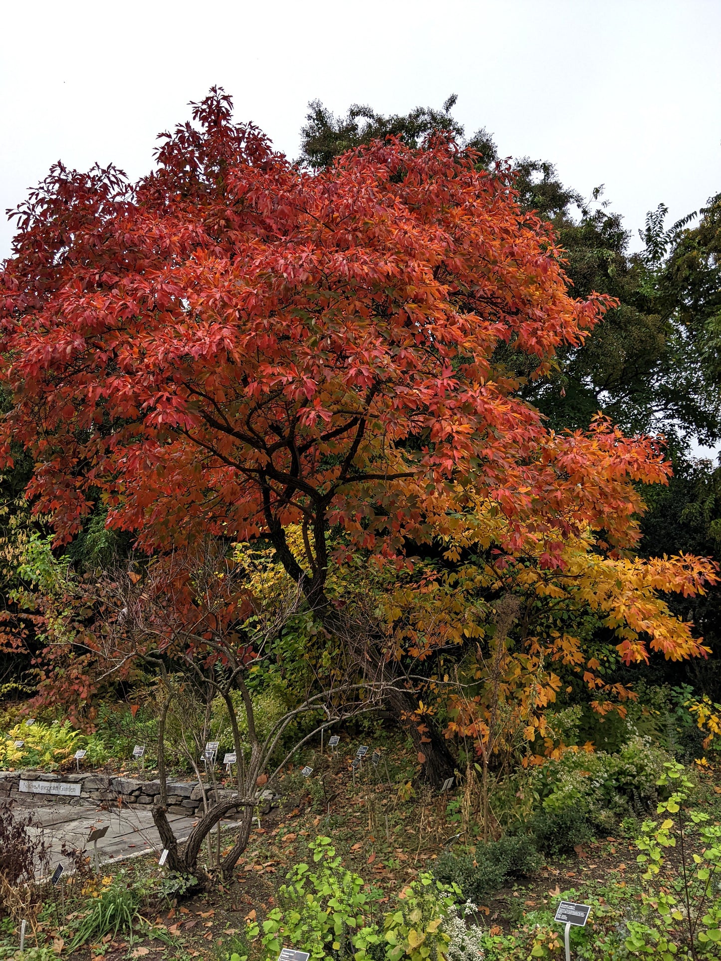 Sassafras Sassafras albidum 5 Seeds