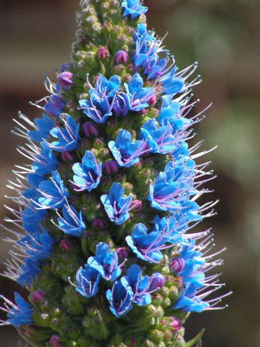 Pride of Madeira 100 Seeds Echium candicans