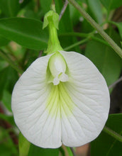 Load image into Gallery viewer, White Butterfly Pea Clitoria ternatea 10 Seeds