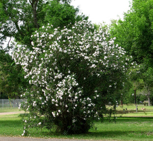 White Oleander   Nerium oleander   20 Seeds