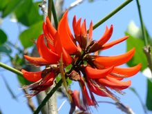 Load image into Gallery viewer, Tiger&#39;s Claw  Erythrina variegata  10 Seeds