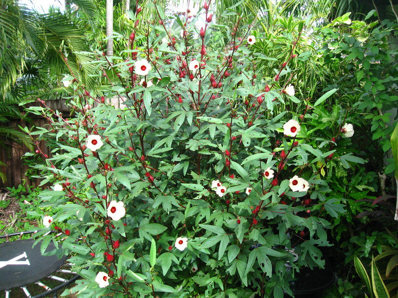 Roselle Florida Cranberry Hibiscus sabdariffa 20 Seeds  USA Company