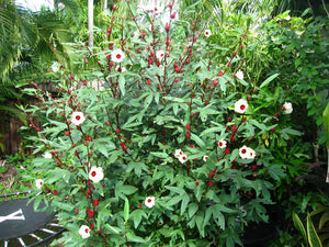 Roselle Florida Cranberry Hibiscus sabdariffa 20 Seeds