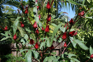 Roselle Florida Cranberry Hibiscus sabdariffa 20 Seeds