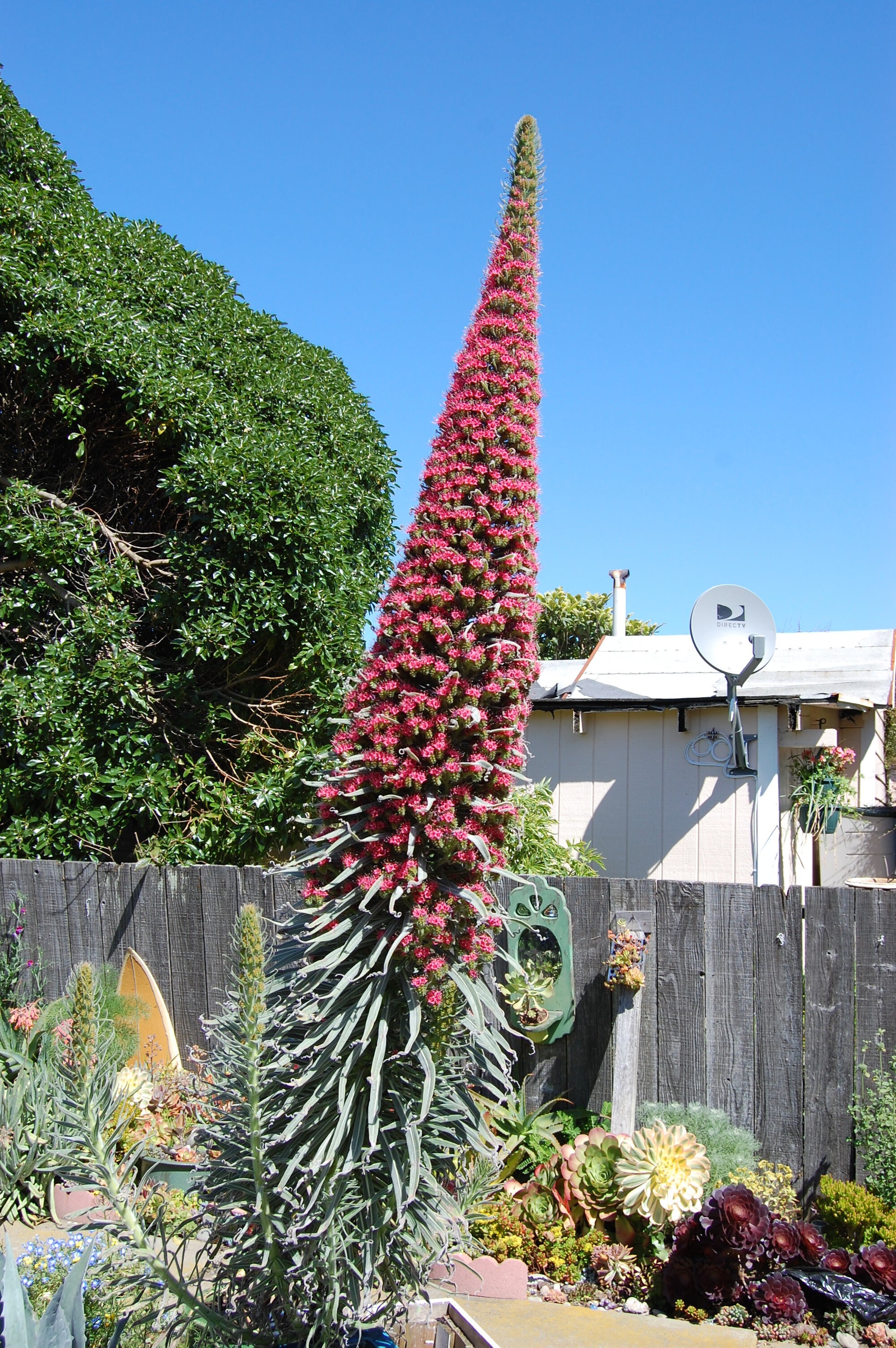 tower of jewels plant seeds Tower of Jewels Echium wildpretii 100 Seeds – R&B Floridaseeds