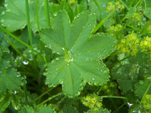 Load image into Gallery viewer, Lady&#39;s Mantle  Alchemilla vulgaris  50 Seeds