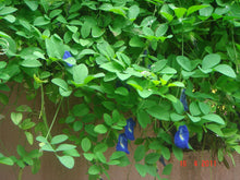 Load image into Gallery viewer, Double Blue Butterfly Pea Clitoria ternatea 20 Seeds
