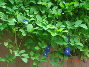 Double Blue Butterfly Pea Clitoria ternatea 20 Seeds