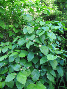 Chinese Sweetshrub Sinocalycanthus chinensis 20 Seeds