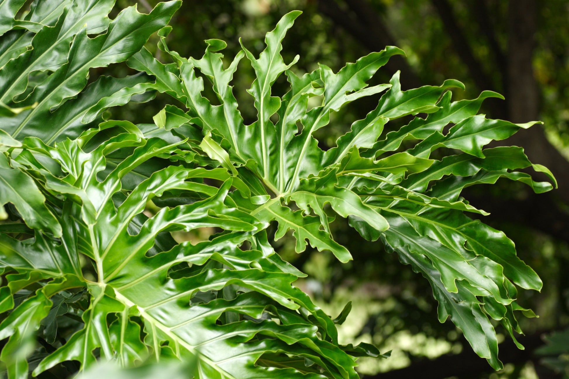 cut-leaf philodendron philodendron selloum 6-8 ft Tree Philodendron Philodendron selloum 100 Seeds – R&B Floridaseeds